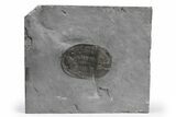 Isoteloides Flexus Trilobite - Fillmore Formation, Utah #226268-1